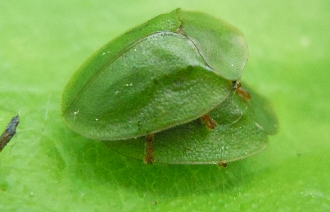 Coppia di Cassida viridis